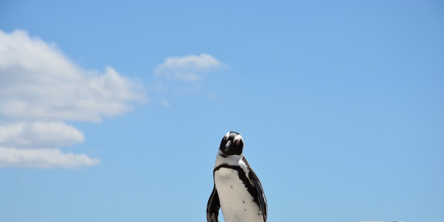 ​Pinguin am Boulder's Beach
