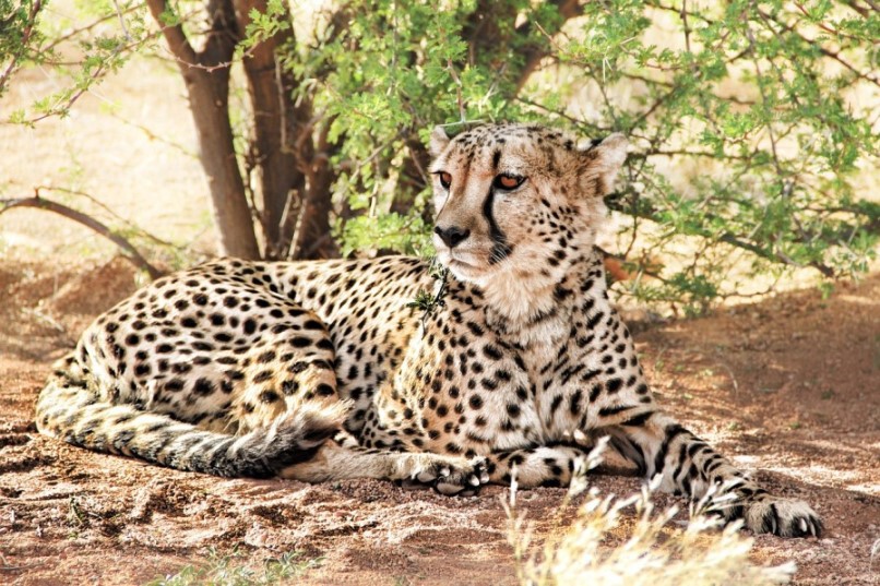 ​Gepard im Etosha Nationalpark