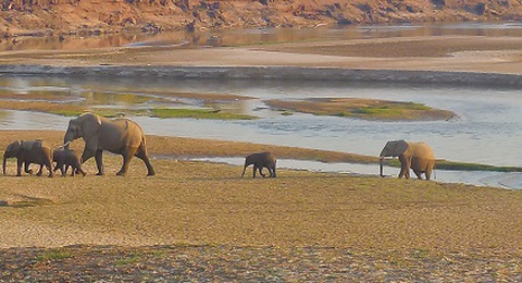 Elefantenherde in Afrika