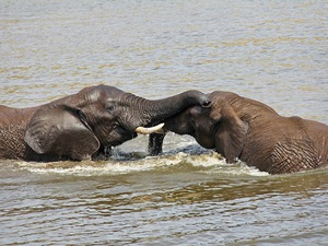 Krüger Nationalpark badende Elefanten