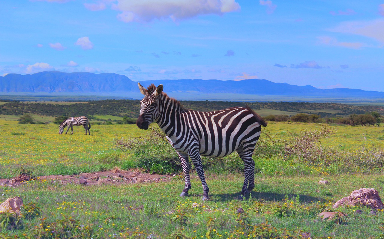 Zebra, Ngorongoro, Tansania