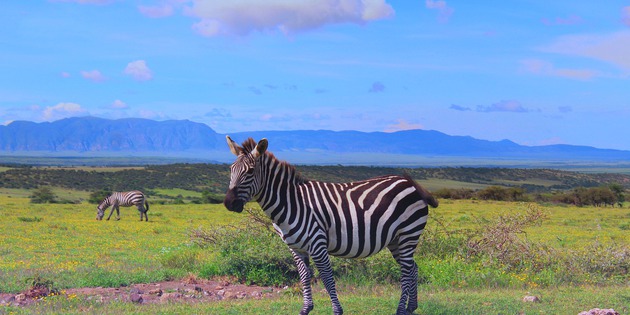 Zebra, Ngorongoro, Tansania
