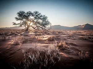 Wüste, Baum in Namibia