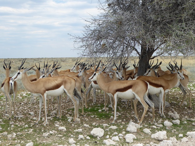 Antilopen im Etoshapark