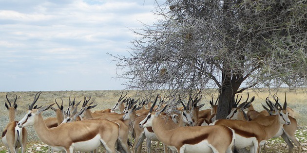 Antilopen im Etoshapark
