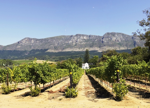 ​Weingut in Südafrika Stellenbosh
