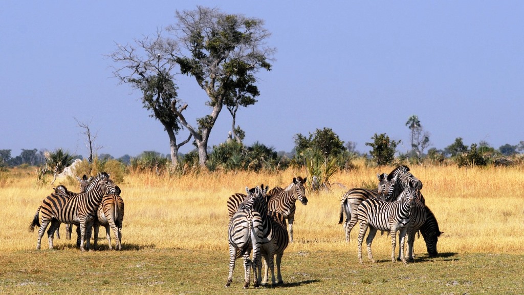 ​Zebraherde im Chobe Nationalpark