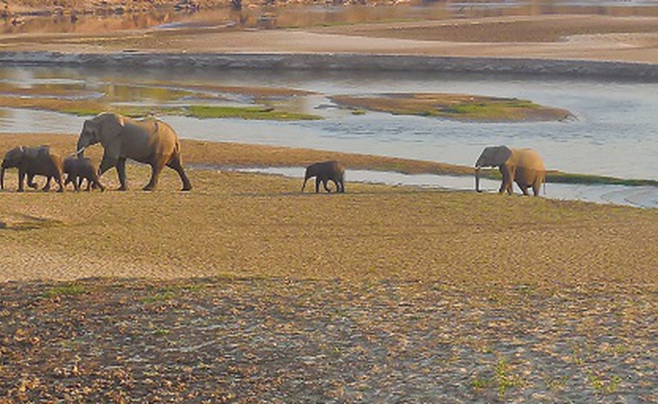 Elefanten Afrika Tiere Big five