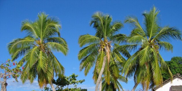 ​Palmen am Strand Madagaskars