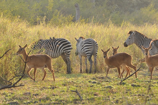 Zebraherde in Malawi