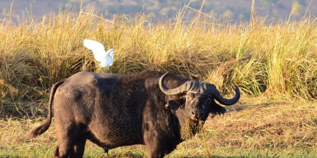 ​Wasserbüffel am Ufer des Chobe