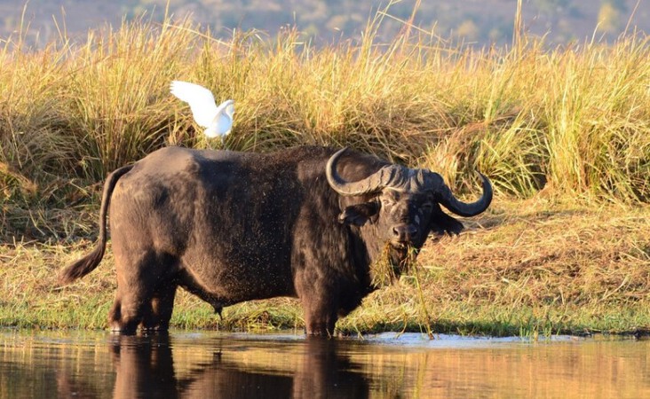 ​Wasserbüffel am Ufer des Chobe