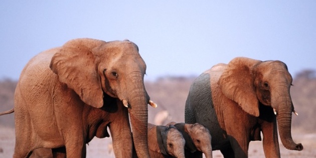 ​Elefanten im Etosha Nationalpark