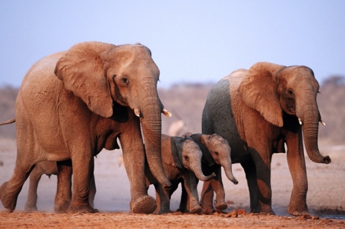 ​Elefanten im Etosha Nationalpark
