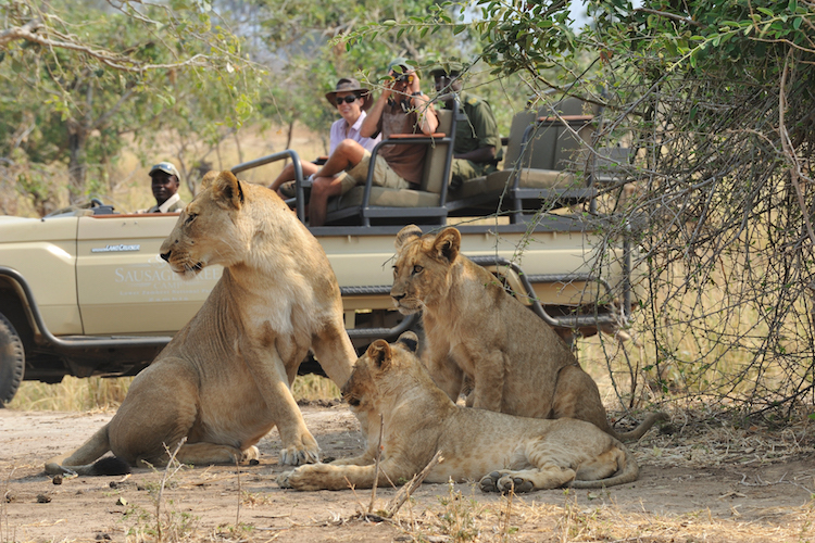Safariauto mit Löwen