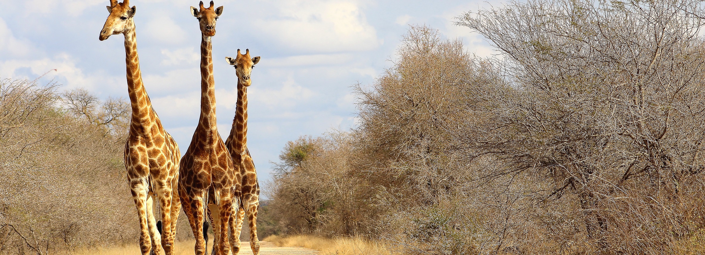 Safari mit Giraffen 