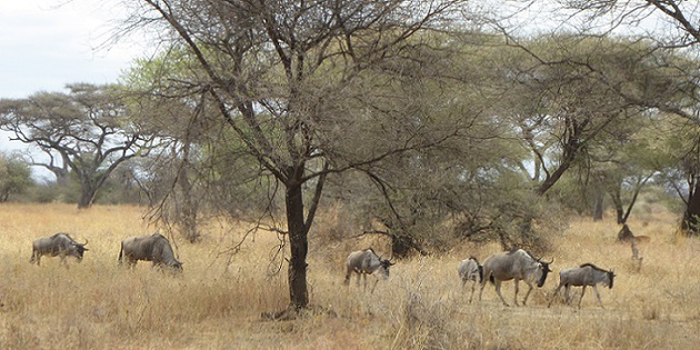 Antilopen in der Serengeti