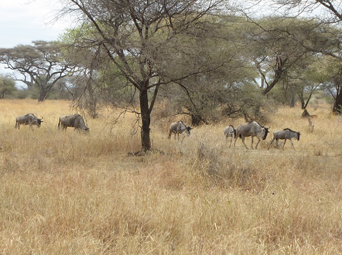 Antilopen in der Serengeti