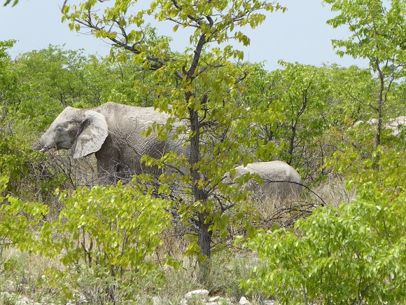 Elefanten im Etosha-Nationalpark