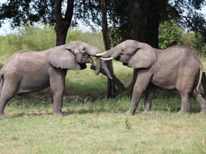 ​Elefanten im Nationalpark
