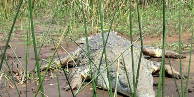 Krokodil in Äthiopien