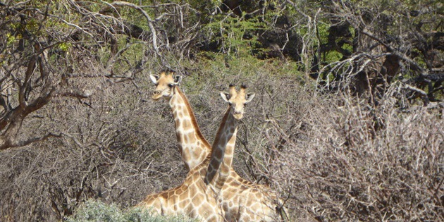 Giraffen im Etoshapark