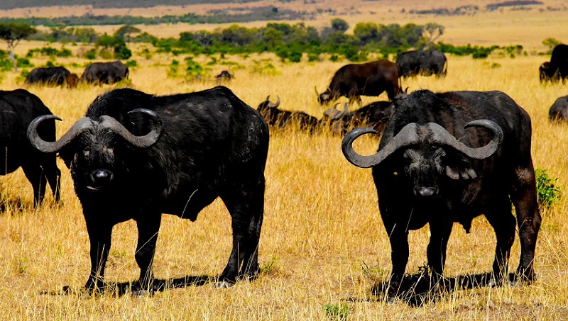 Büffel in der Serengeti