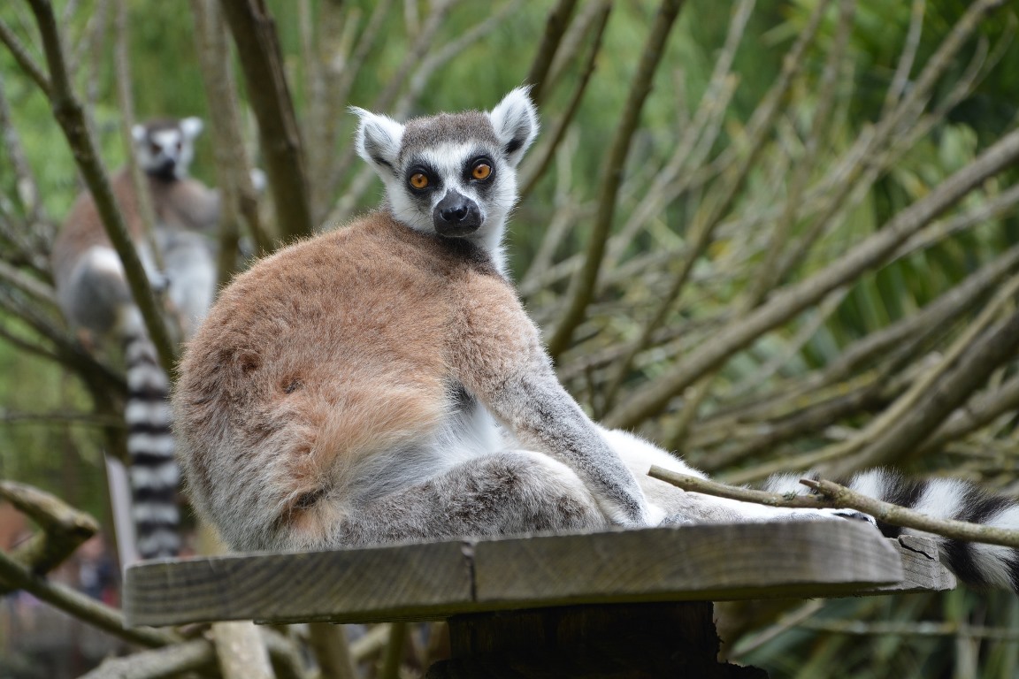 Lemur auf Madagaskar