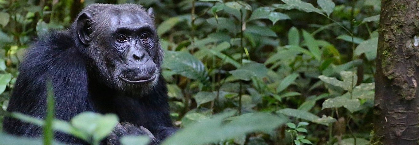 Gorilla, Berggorilla, Silberrücken in Uganda