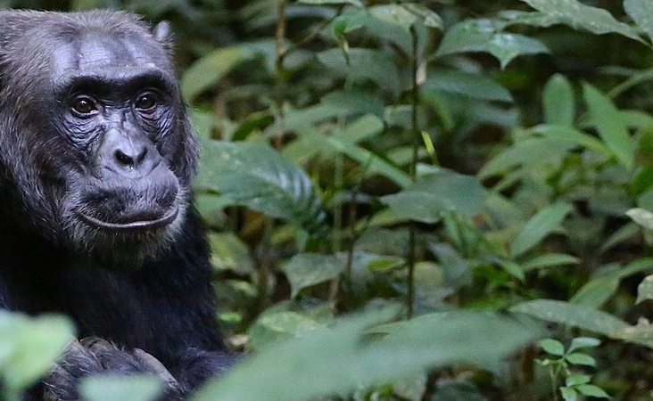 Gorilla, Berggorilla, Silberrücken in Uganda