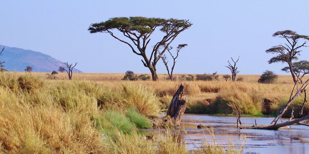 Tansania, Afrika, Serengeti