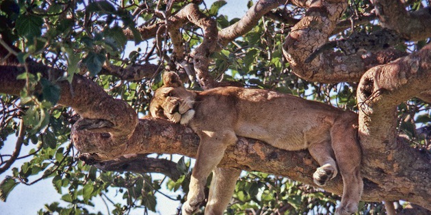 schlafende Löwin auf dem Baum