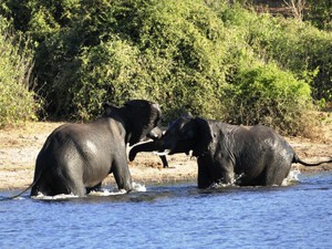​Elefanten im Chobe
