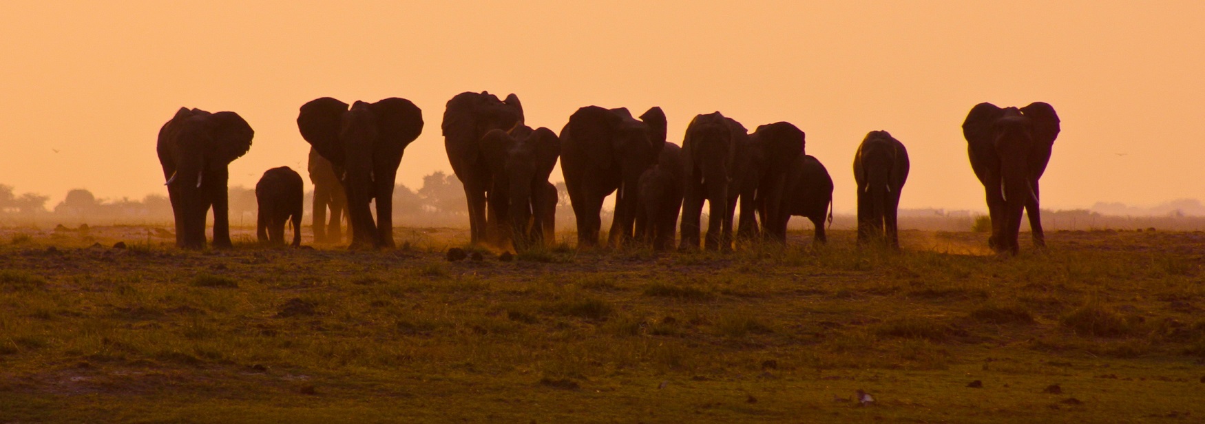 Addo Elephantpark Elefantenherde im Sonnenuntergang