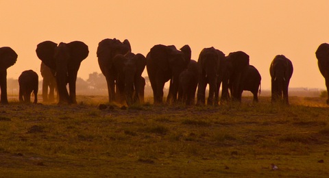 Addo Elephantpark Elefantenherde im Sonnenuntergang