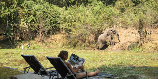 Frau auf Terrasse lesend mit Babyelefant 