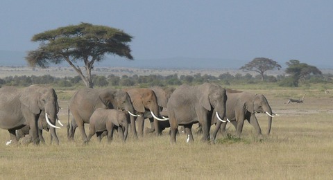 Elefantenherde in Kenia 