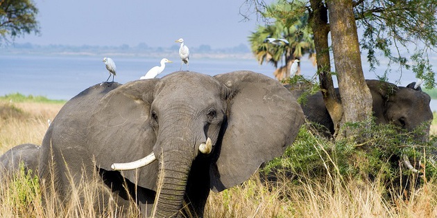 Elefant in Afrika 