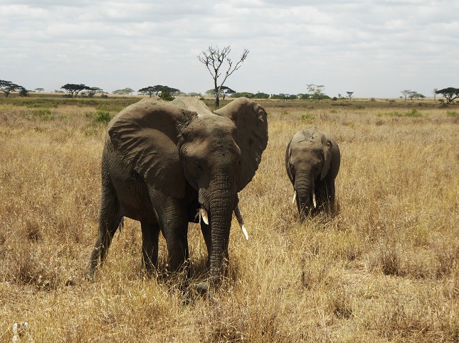 Elefanten in Tansania