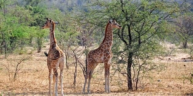Giraffenpaar in Namibia