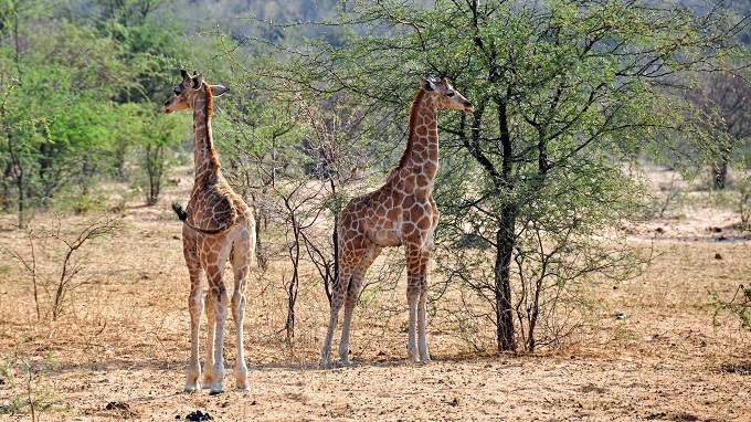 Giraffenpaar in Namibia