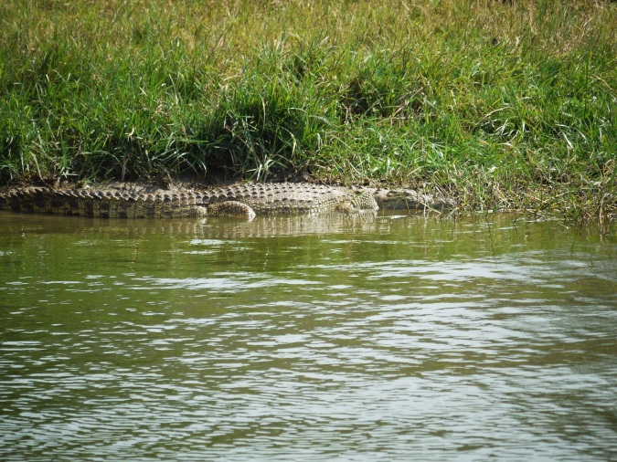 Krokodil in Afrika