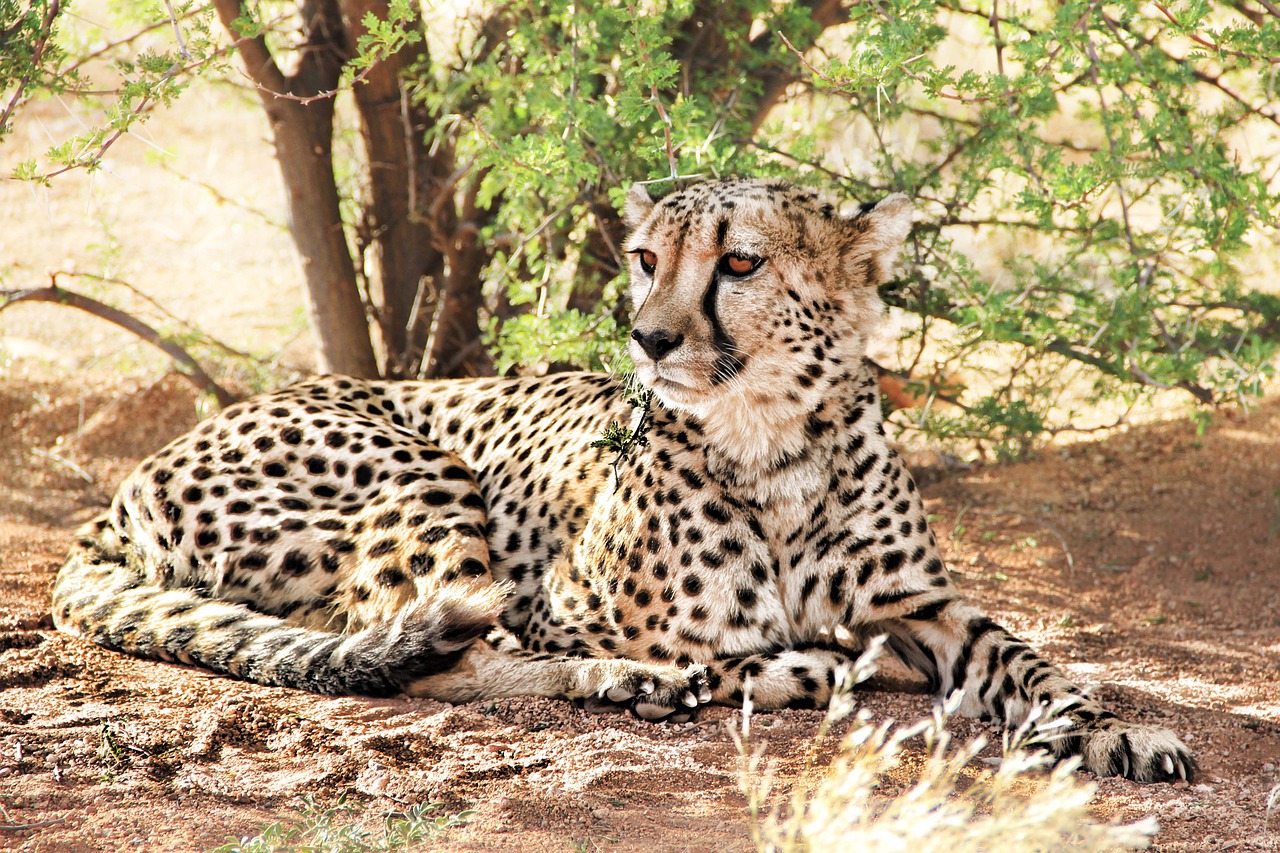 Afrika Tiere Leopard
