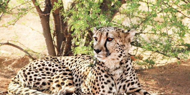 Afrika Tiere Leopard