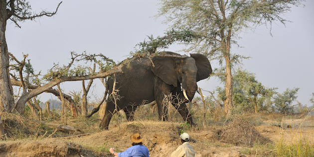 Kanutour auf dem Malawisee mit Elefant