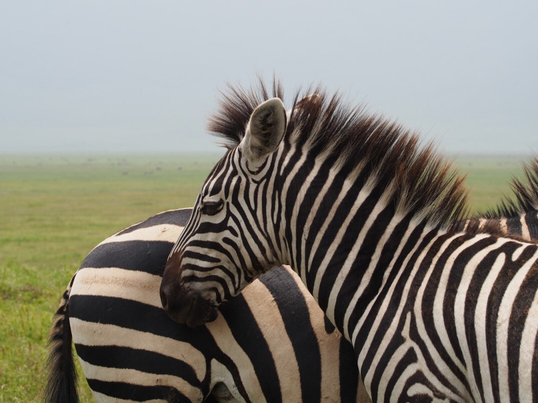 ​Zebras in Kenia