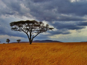 Akazienbaum, Tansania, Safari