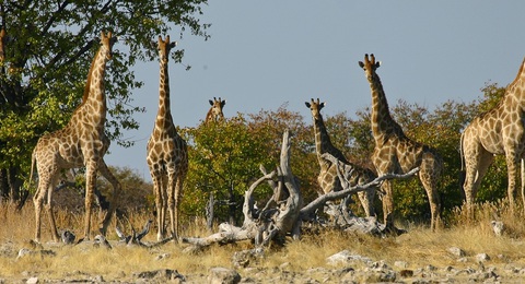 Giraffenherde in Namibia
