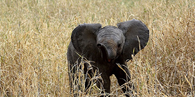 Elefantenbaby in der Serengeti