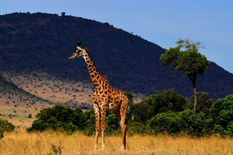 einzelne Giraffe in Afrika
